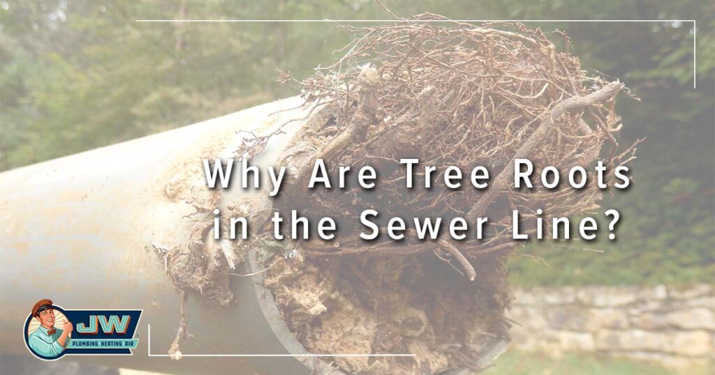 Why Are Tree Roots in the Sewer Line?