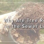 Why Are Tree Roots in the Sewer Line?