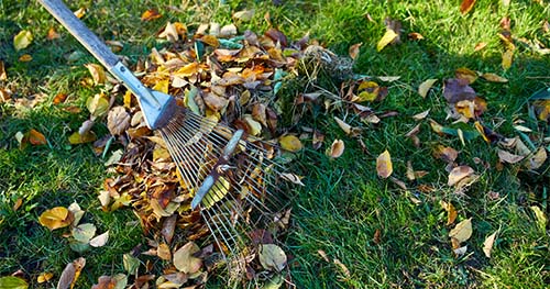 Image: someone raking up leaves.