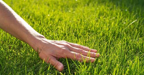 Image: a hand caressing a lush lawn.