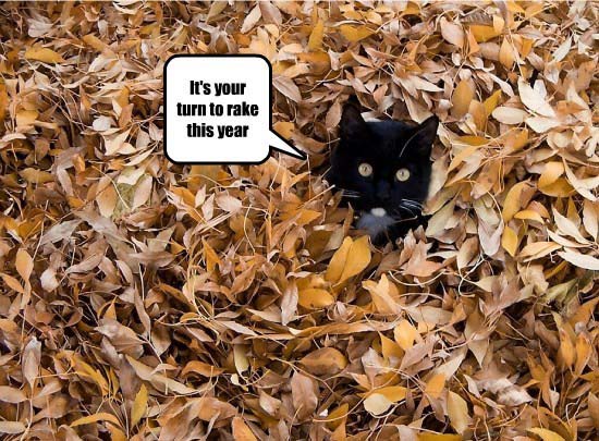 Image: Fall leaf cat meme