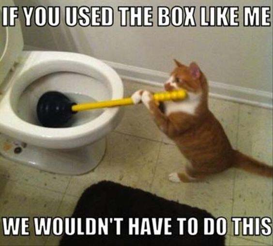 Image: cat meme about overflowing toilet.