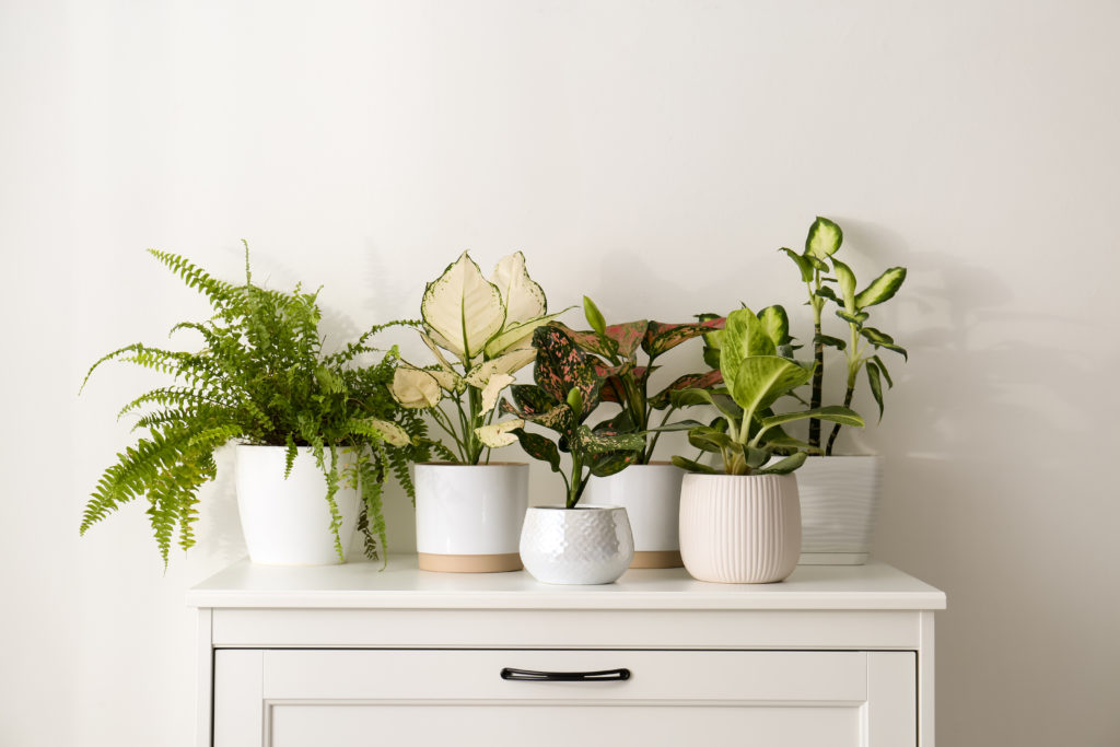 healthy plants indoor