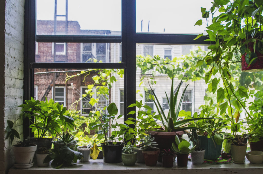 healthy plants near a window