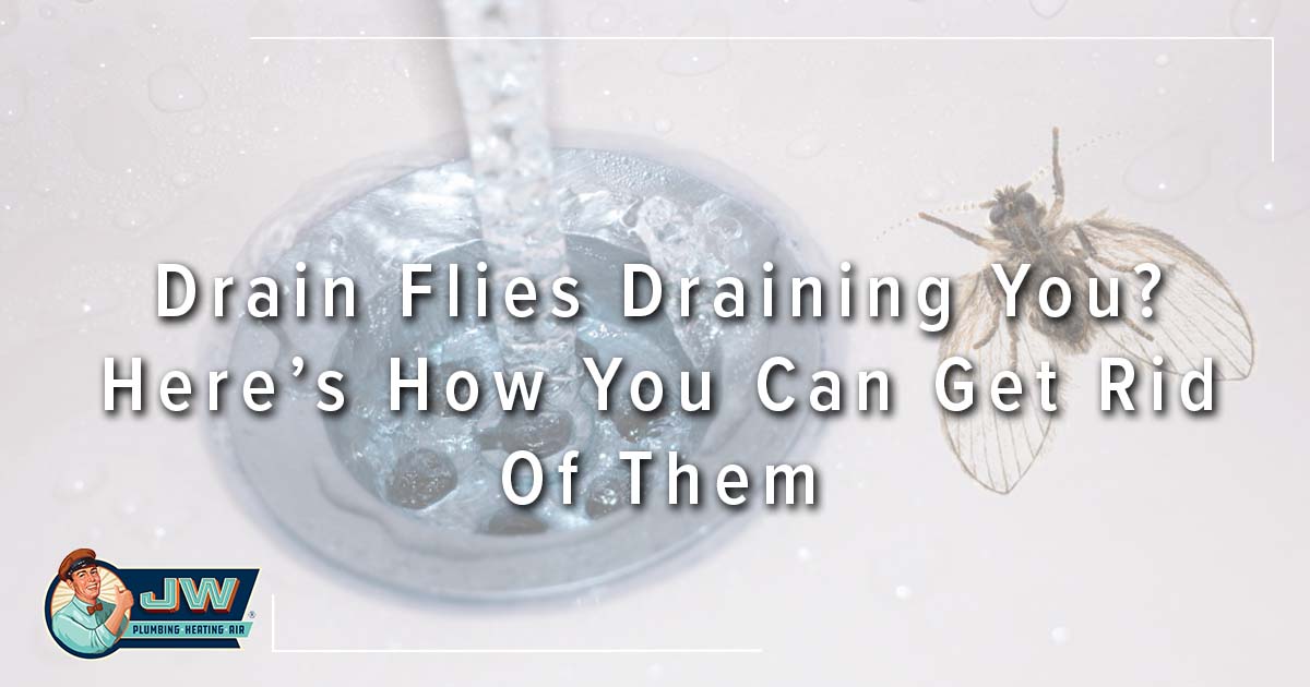 How To Rid Of Drain Flies – Forbes Home